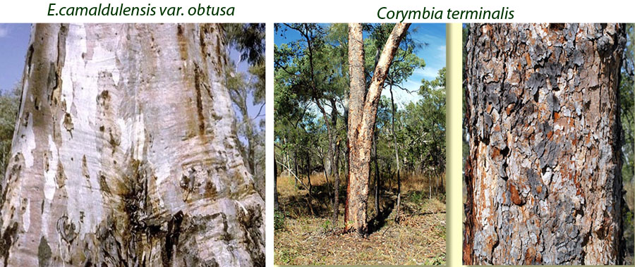 Albero dall''Australia (NT): Corymbia terminalis (Myrtaceae)